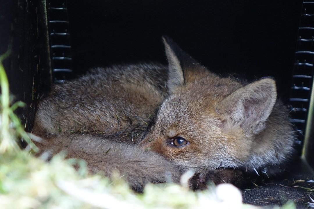 Fuch- Dachs- Waschbärfalle Artemis 150