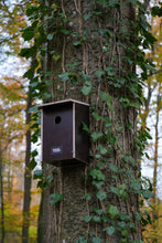 Lade das Bild in den Galerie-Viewer, Starenkasten