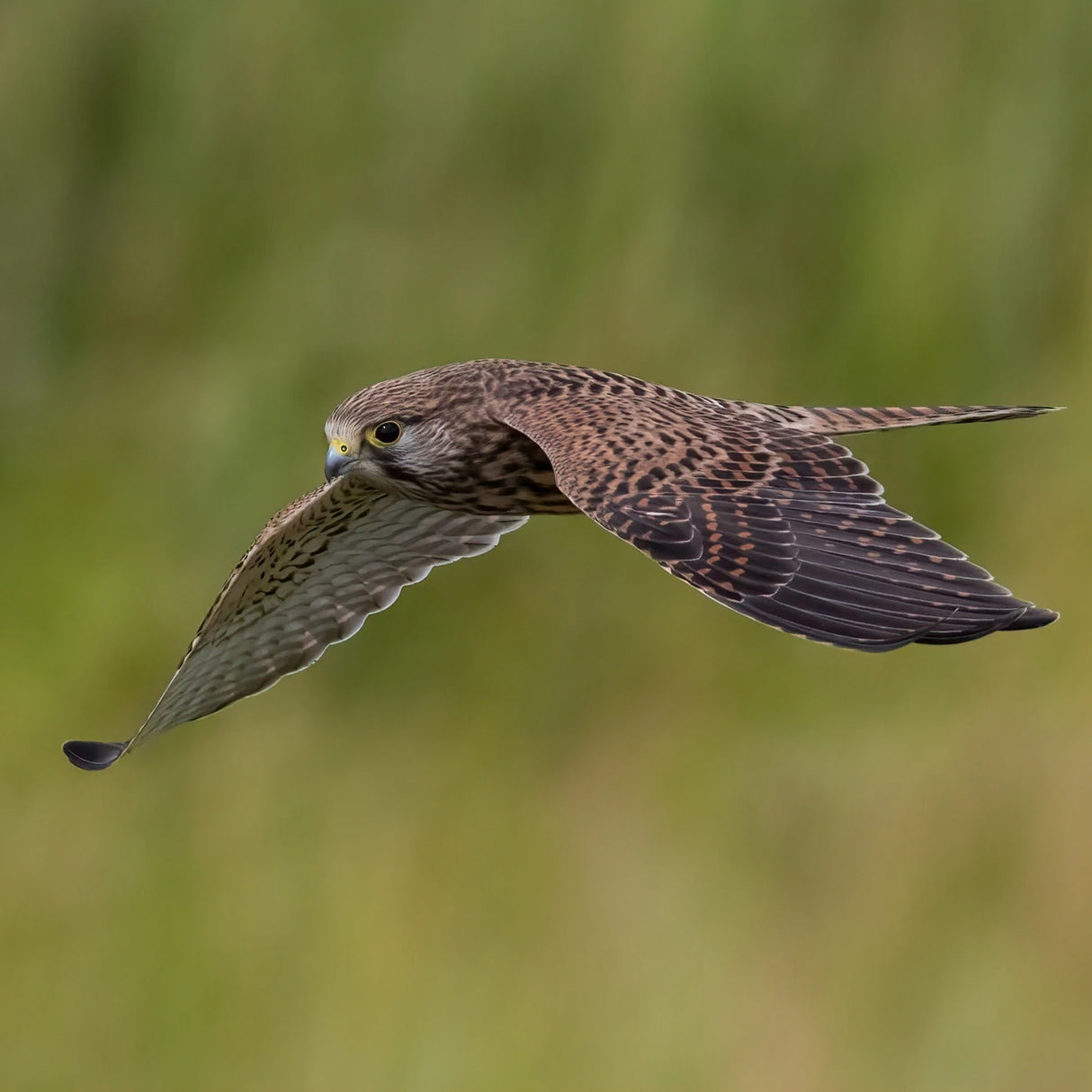 Nistkasten Turmfalke
