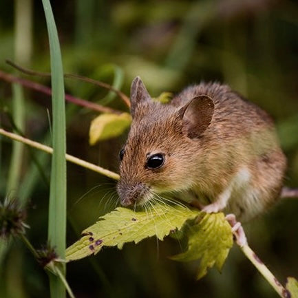 Paquet de 2 pièges à rats Humane : pièges à souris intérieurs pour les  petits rongeurs, les chipmunks, les écureuils et autres animaux vivants –  cage de capture et de déclenchement