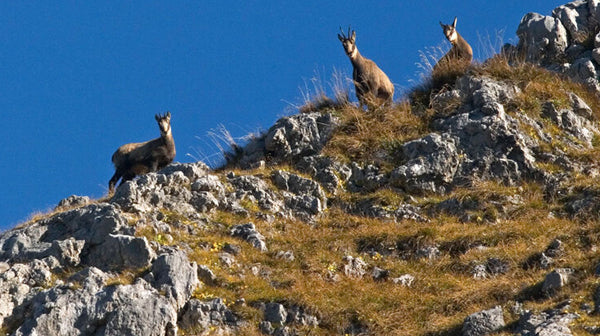 Sicher schiessen auf der Bergjagd