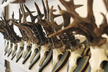 Trophäen & Ausstellungen