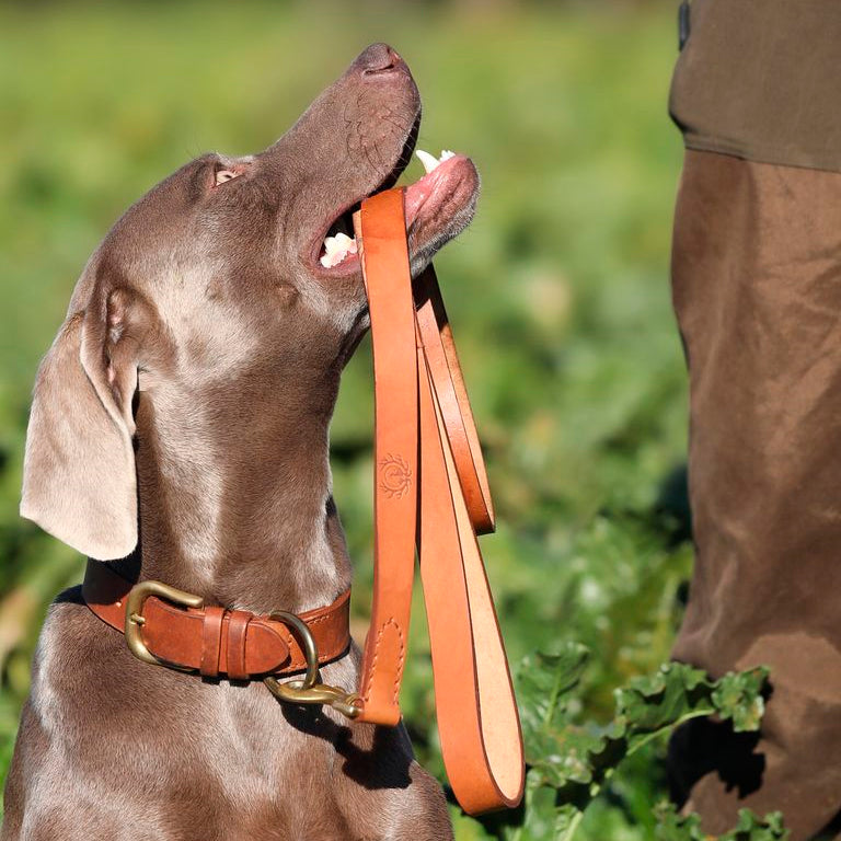 Hundeleine Führleine